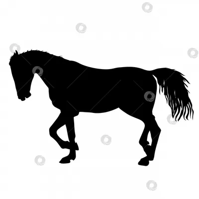 Черная лошадь в поле в зиме Стоковое Фото - изображение насчитывающей  никто, искра: 75758926