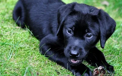 Чёрные собаки: от овчарок до догов» — создано в Шедевруме