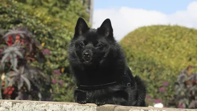 Магия черного цвета. Породы собак чисто черного окраса | КотоПёсКин | Дзен