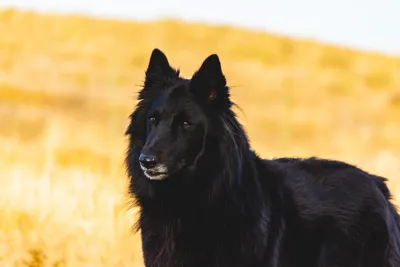 Портрет черной собаки породы лабрадор Stock Photo | Adobe Stock