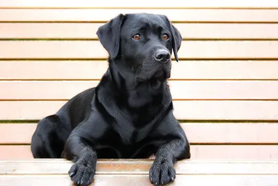 Черные собаки - 69 фото