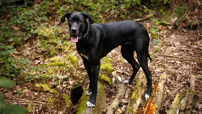 Дворняжка черной собаки стоковое фото. изображение насчитывающей сведения -  39053116