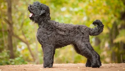 Чёрная собака, изящная, из темноты…» — создано в Шедевруме