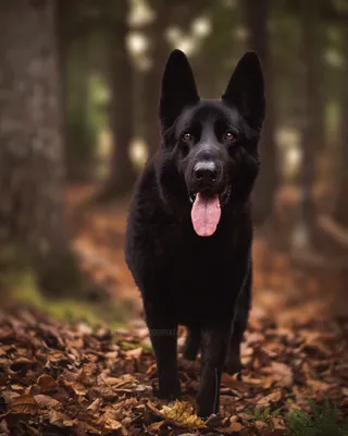 Черная собака со средней шерстью · Бесплатные стоковые фото