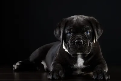 Породы черных собак: самые красивые собаки с черной шерстью