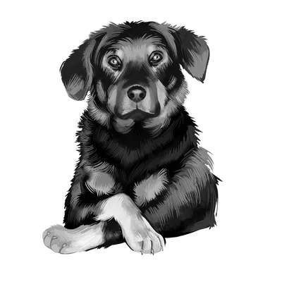 Черный собака Стоковые фотографии, картинки, все без лицензионных  отчислений - Envato Elements