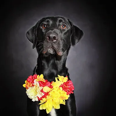 Портрет Черной Собаки. Лабрадор. Фотография, картинки, изображения и  сток-фотография без роялти. Image 78505736