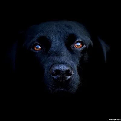 Фотографии Кане корсо Собаки черная Животные на черном фоне