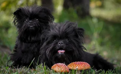 Бесплатные Черные собаки 4 стоковые фотографии | FreeImages