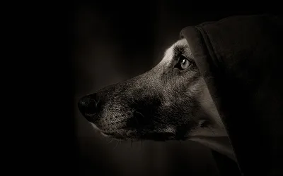 День черной собаки | Панов Вадим Юрьевич - купить с доставкой по выгодным  ценам в интернет-магазине OZON (1164668424)