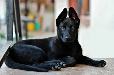 Чёрные собаки: обзор пород и характеристики | Hill's: наука о питомцах |  Дзен