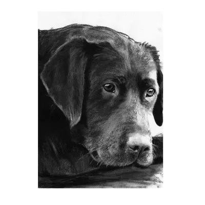 Картинка с собакой чёрной окраски на чёрном фоне — Фотографии для аватара