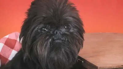 большая черная собака стоковое изображение. изображение насчитывающей  зеленый - 8396605