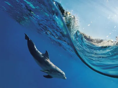 Фото дельфинов под водой 