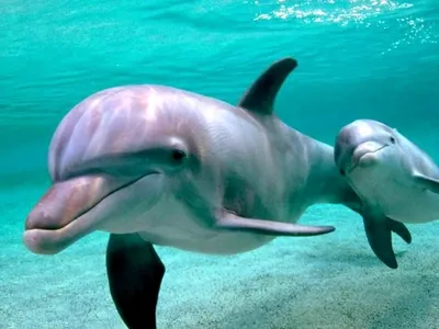 Ученые обнаружили, что дельфины под водой перекрикивают посторонние шумы -  Звук