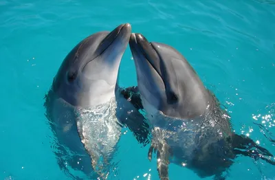 дельфины под водой стоковое фото. изображение насчитывающей рыбы - 25509038