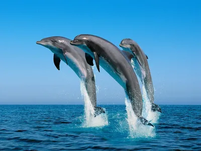 Дельфинов, Плавающих Под Водой, Тропический Океан Фотография, картинки,  изображения и сток-фотография без роялти. Image 13299750