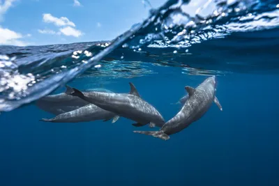 Дельфин под водой , красиво, …» — создано в Шедевруме
