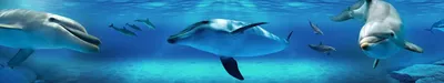 Безликий дайвер, плавающий глубоко под водой возле стаи дельфинов ·  Бесплатные стоковые фото