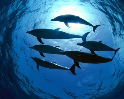 https://nauka.err.ee/1608851822/delfiny-krichat-chtoby-kompensirovat-antropogennyj-shum-pod-vodoj