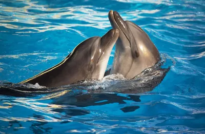 дельфин ныряет в воду в аквариуме, шоу дельфинов в аквариуме, Hd фотография  фото, вода фон картинки и Фото для бесплатной загрузки