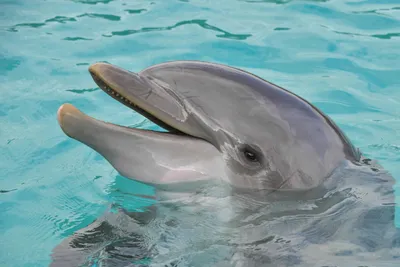 Реалистичные дельфины под водой …» — создано в Шедевруме
