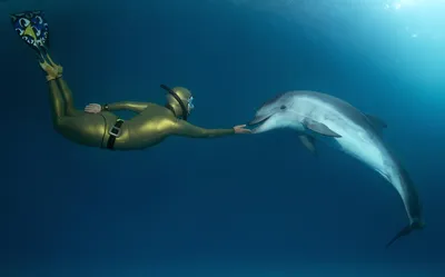 Быть дельфином | Такие дела