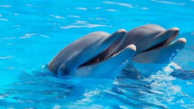 Ученые обнаружили любопытное сходство между людьми и дельфинами | Топ Гик
