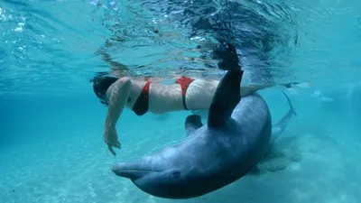 Никакого дружелюбия: почему дельфины «спасают» тонущего человека на самом  деле | Юннат с юмором | Дзен