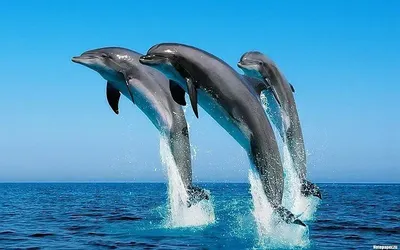 Туристам посоветовали быть осторожными при контакте с дельфинами.  13.08.2023 г. Телеканал «Краснодар»