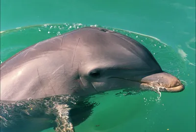 Стресс для дельфинов: в Японии млекопитающие напали на четырех пловцов
