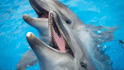 Ученые: освоение человеком океанов заставило дельфинов перейти на крик -  BBC News Русская служба