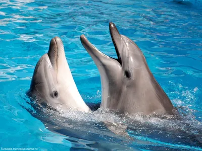Плавание с дельфинами в Бодруме - Программа - Цена и Отзывы