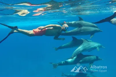 В Черном море идет операция по спасению дельфинов-афалин - их \"выкинули\" на  волю - KrasnodarMedia.ru