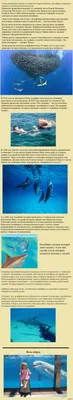 Дельфинов предлагают приравнять к людям - Моя газета | Моя газета