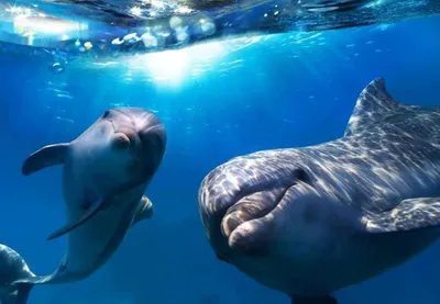 Что делать, если увидели в море дельфина: плыть к нему или к берегу