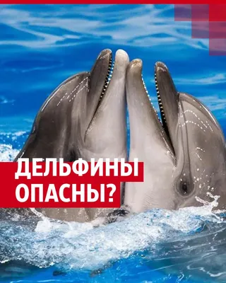 Действительно ли дельфины убивают людей?
