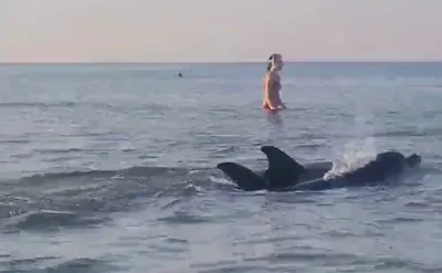 Никакого дружелюбия: почему дельфины «спасают» тонущего человека на самом  деле | Юннат с юмором | Дзен
