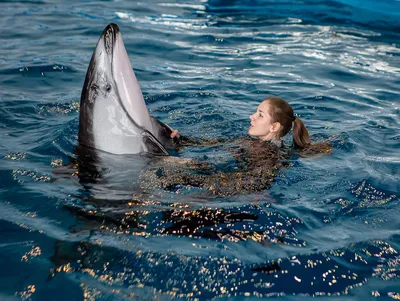 Представьте, что вы дельфин (Nautilus, США) | 07.10.2022, ИноСМИ