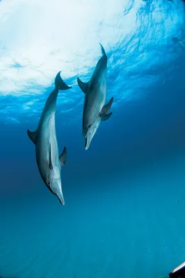 Дельфины плавают с людьми» — создано в Шедевруме