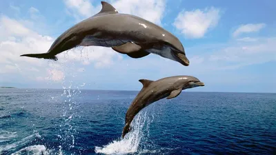 Почему человеку нужно опасаться дельфинов - Рамблер/новости