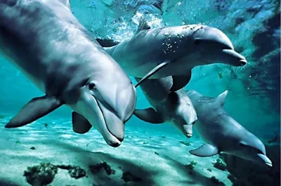Плавание с дельфинами Москва - Ради Любви