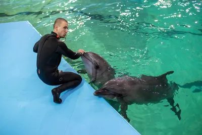 Может напасть и убить»: как боевые дельфины защищают Черноморский флот