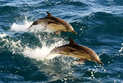 В Анапе пара дельфинов приплыла на мелководье к людям: тулячка сняла милое  видео - Новости Тулы и области - MySlo.ru