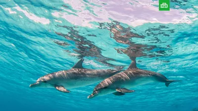 В поведении дельфинов нашли еще больше общего с поведением человека