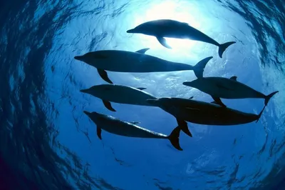 В Севастополе продолжаются поиски четырех дрессированных афалин, которых  выбросили в море из дельфинария - Российская газета