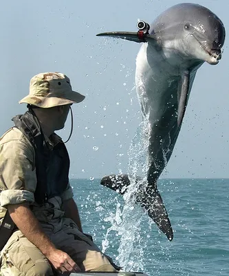 Дельфины на пляже в Одессе плавали у берега - видео | Стайлер