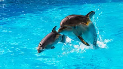 Фото дельфинов в дельфинарии 