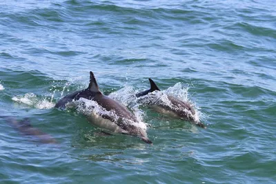 Почему дельфинарии - это плохо? Как я встретила дельфинов в открытом море |  ТвойМилыйДруг | Дзен