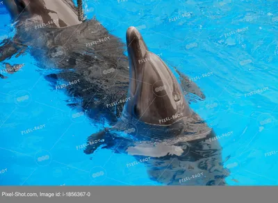 Где можно увидеть диких дельфинов в Анапе? | Весточка с юга☀ | Дзен